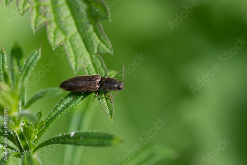 Agriotes lineatus - Lined click beetle - Taupin des moissons