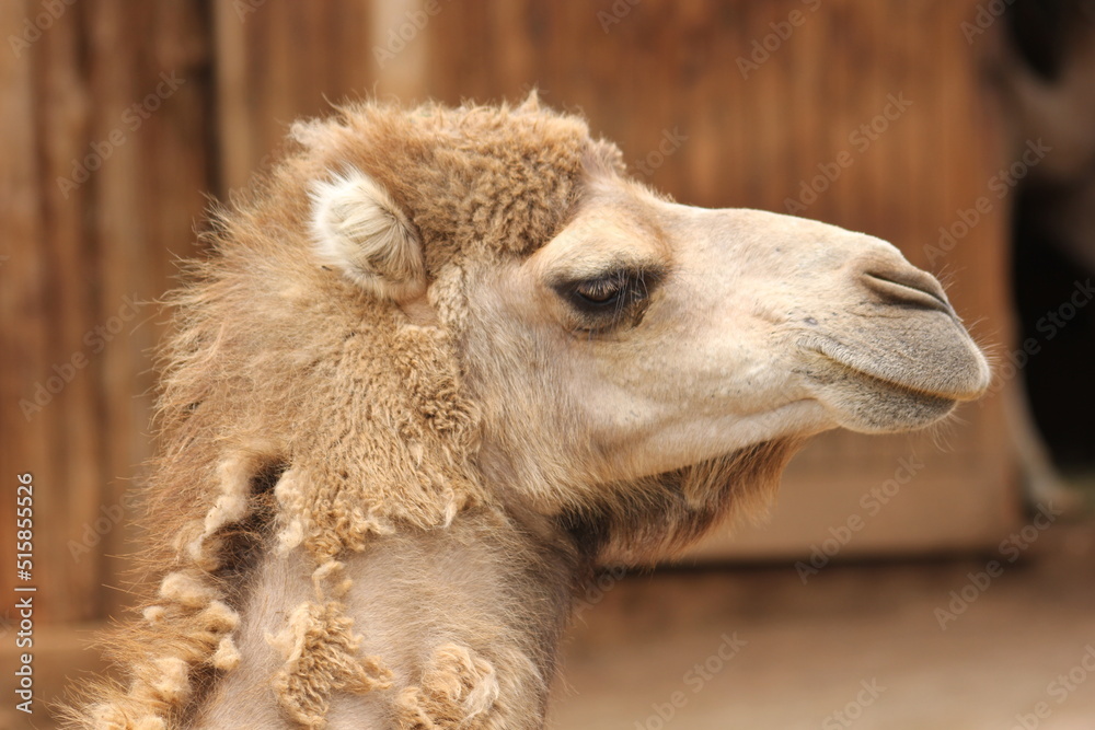 Obraz premium camellos y dromedarios