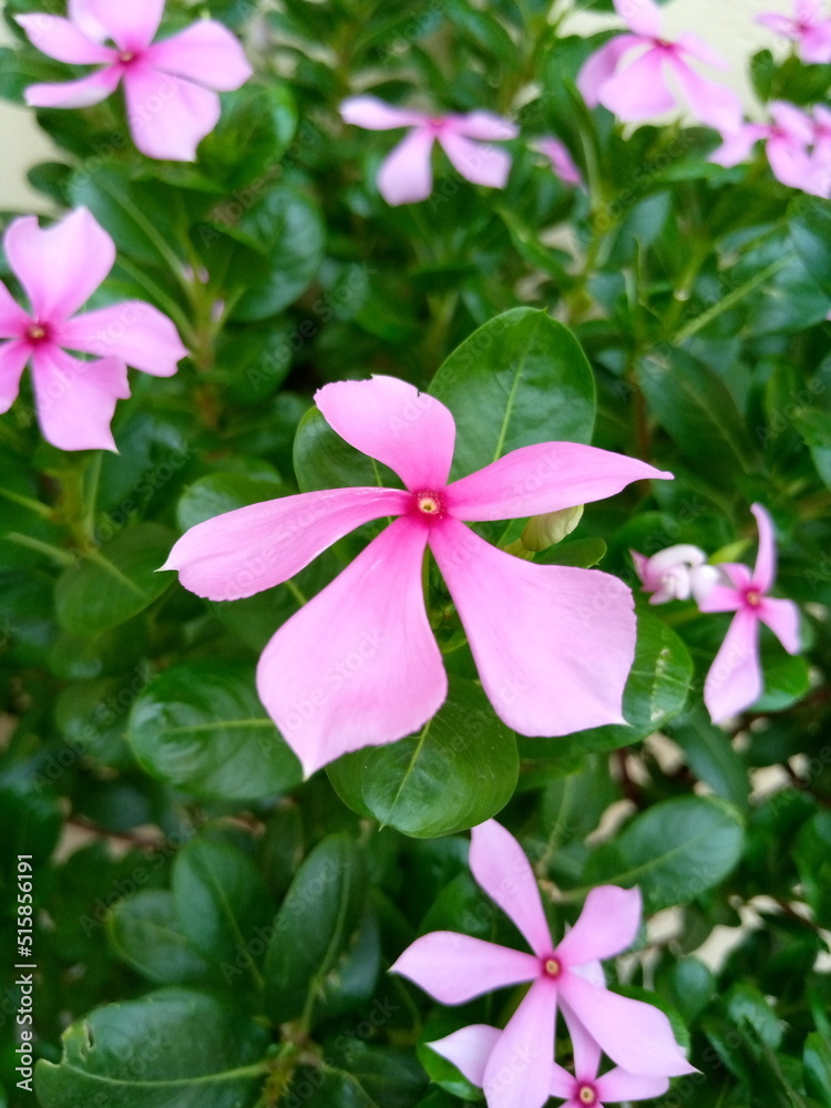 pink flowers in the garden pink flowers in the garden