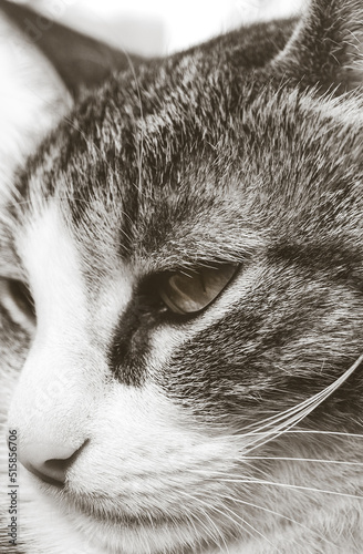close up portrait of cat