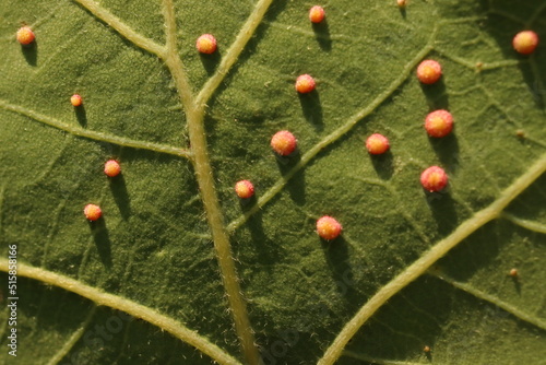 small galls on the underside of the leaf, tree pests photo