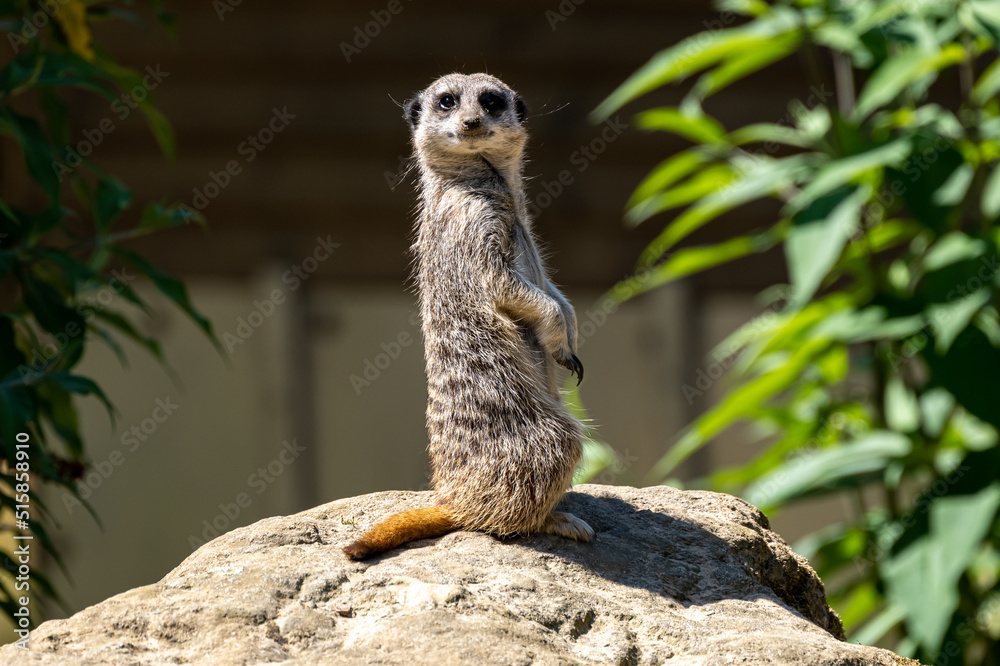 Fototapeta premium An isolated Meerkat, Suricata suricatta at the zoo.
