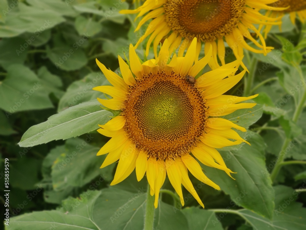 Obraz premium sunflower with bee