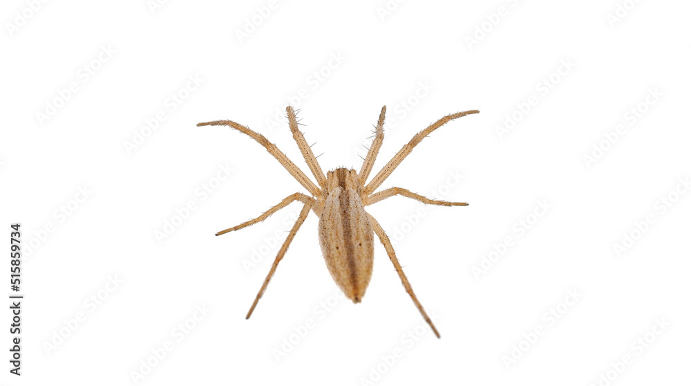 Slender crab spider isolated on white background, Tibellus oblongus Slender crab spider isolated on white background, Tibellus oblongus