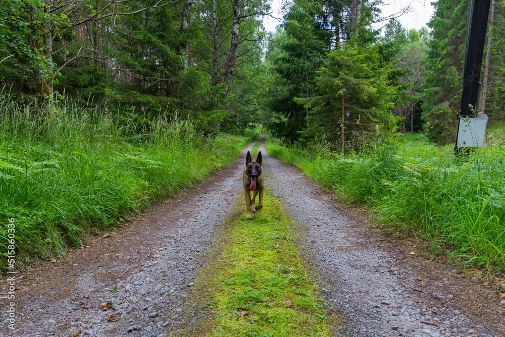 dog in the woods