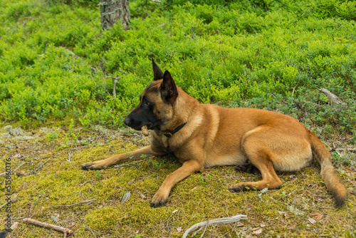 Foto belgian shepherd dog