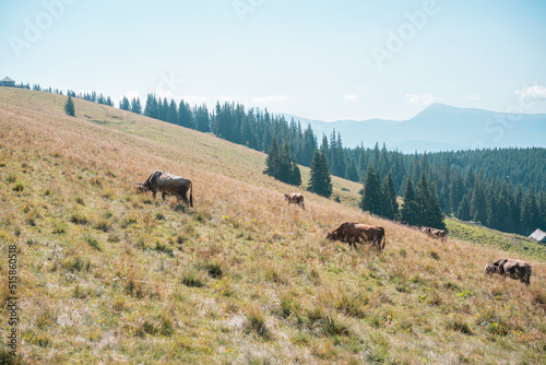 Cows graze at altitude on a meadow and near pine tree forests and mountains. Alpine. The Alps. Landscape. Tree. Farming. Skyline. Peak. Rustic. Eating. Day. Europe. Forest. Plant. Season