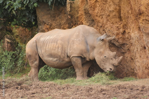 patas, cuernos y rinocerontes 