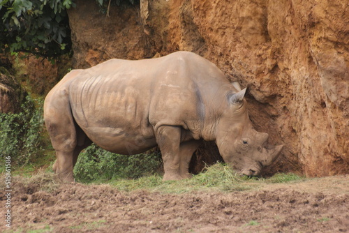 patas  cuernos y rinocerontes 