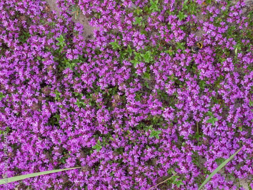 Obraz premium Purple thyme flowers on the sandy beach of Lake Onega in Karelia, northwest Russia