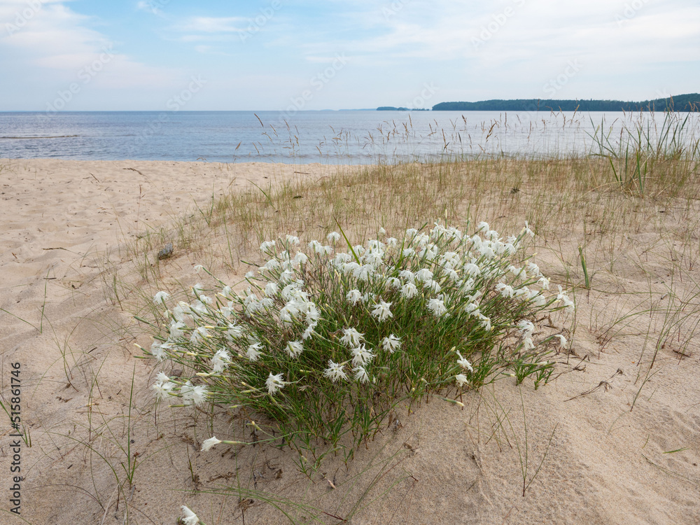 Blooming white sand carnation on a sandy beach on the shore of Lake Onega in Karelia, northwest Russia