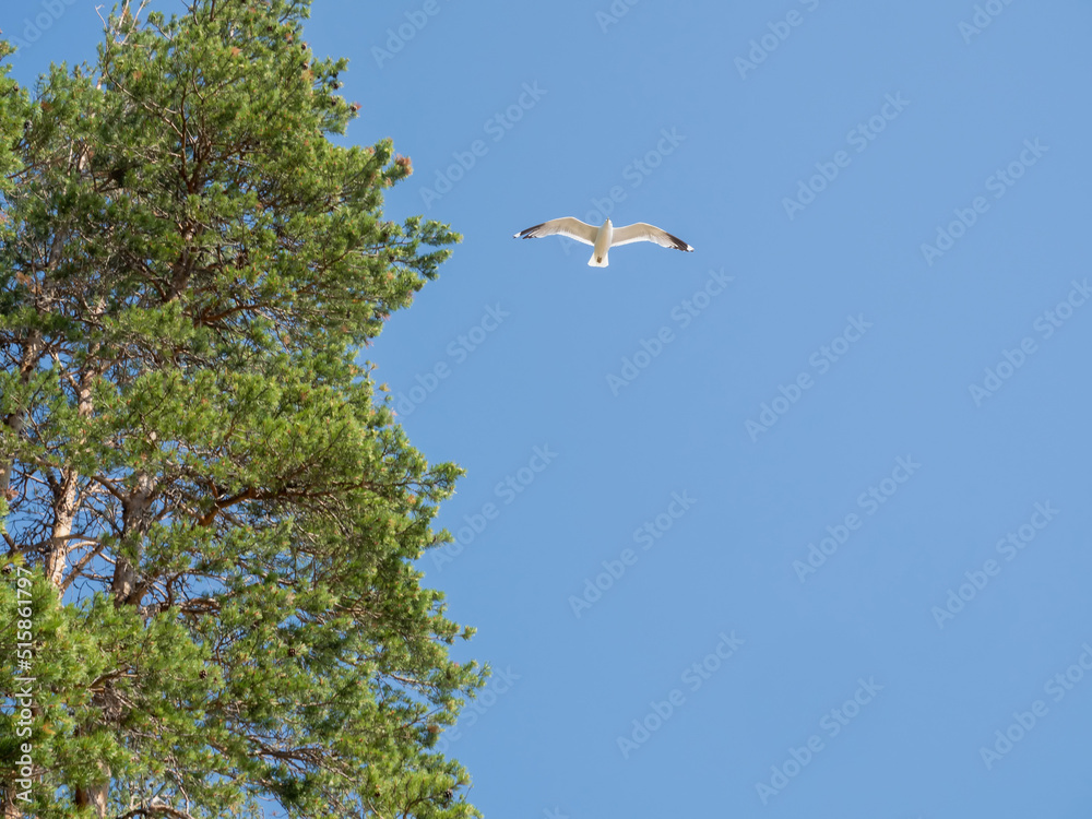 A seagull flies near the top of a pine tree against the backdrop of a bright blue sky in summer