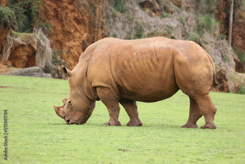 patas, cuernos y rinocerontes 