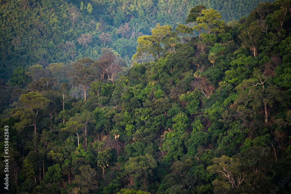 landscape with trees