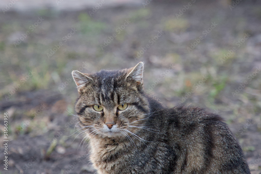 Portrait of a gray domestic cat. The cat is sitting on the grass