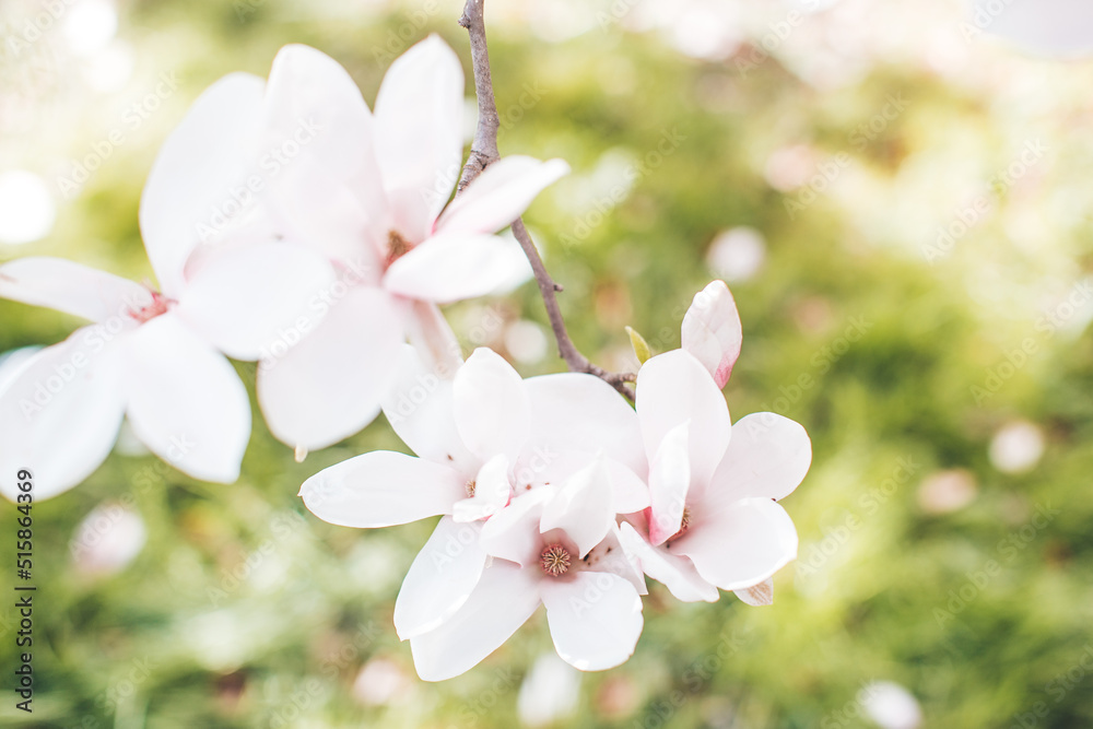 Obraz premium Spring flowering magnolia tree in close plan
