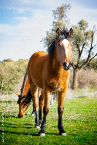 Horses in the meadow  with a portrait of a horse standing in front of the camera and another one is grazing behind him. Green herbs  trees and cloudy blue sky.