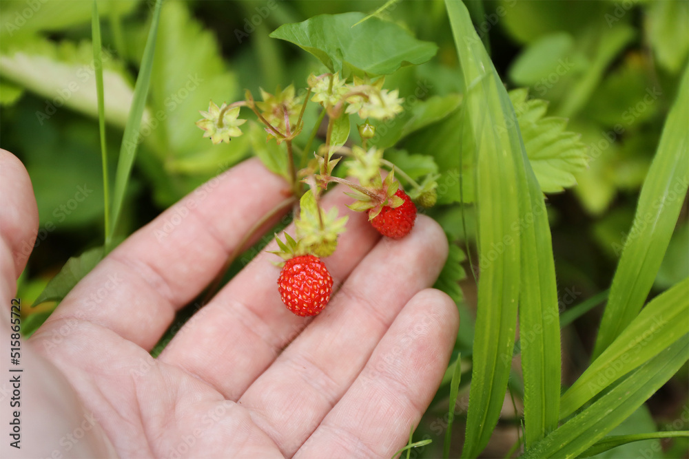 Ripe garden berries in hand, red strawberry. Ripe garden berries in hand, red strawberry.