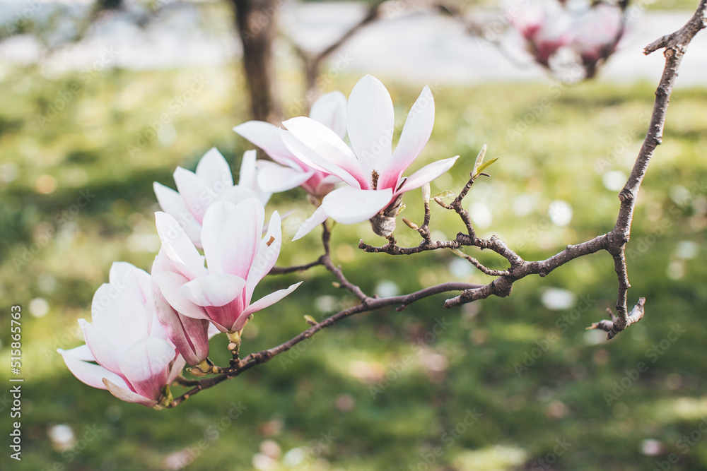 Spring flowering magnolia tree in close plan Spring flowering magnolia tree in close plan