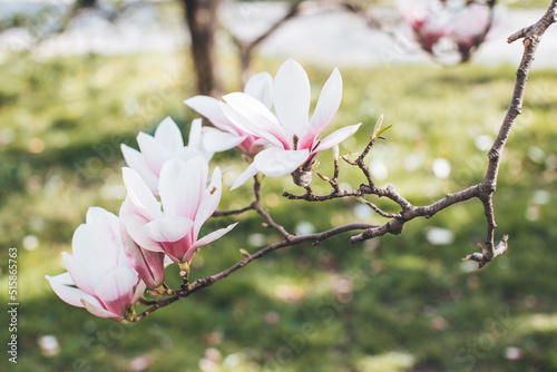 Spring flowering magnolia tree in close plan