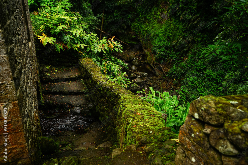 Azores rural detail in Parque Natural da Ribeira dos Caldeirões, Sao Miguel, Portugal Azores rural detail in Parque Natural da Ribeira dos Caldeirões, Sao Miguel, Portugal