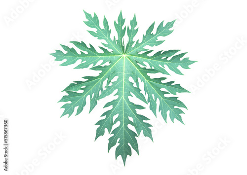 Isolated green and fresh papaya leaf with clipping paths.