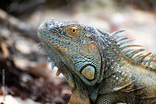 Reptil observando con su ojo color amarillo y cresta de escamas situado en habitad natural © Jonathan