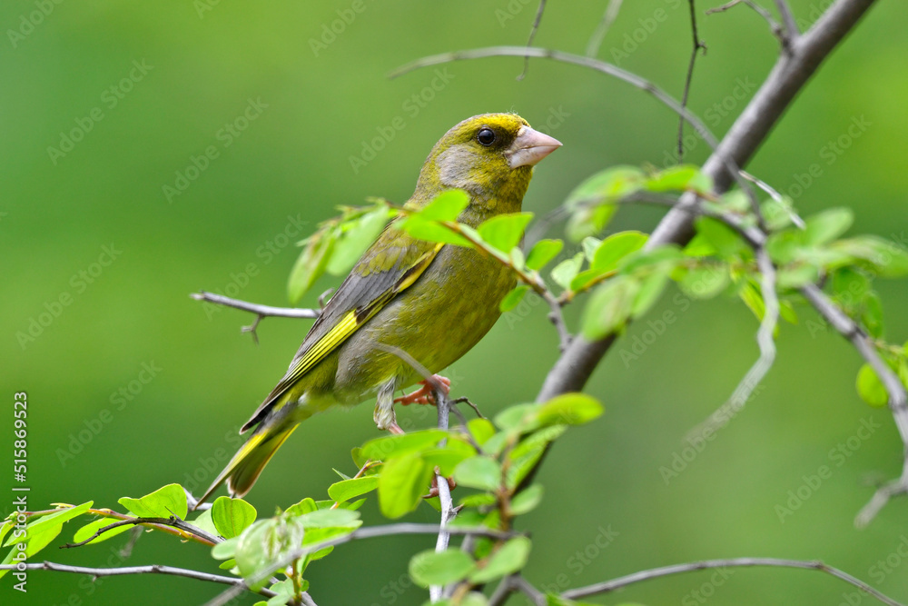 Obraz premium Grünfink, Grünling // European Greenfinch (Chloris chloris)