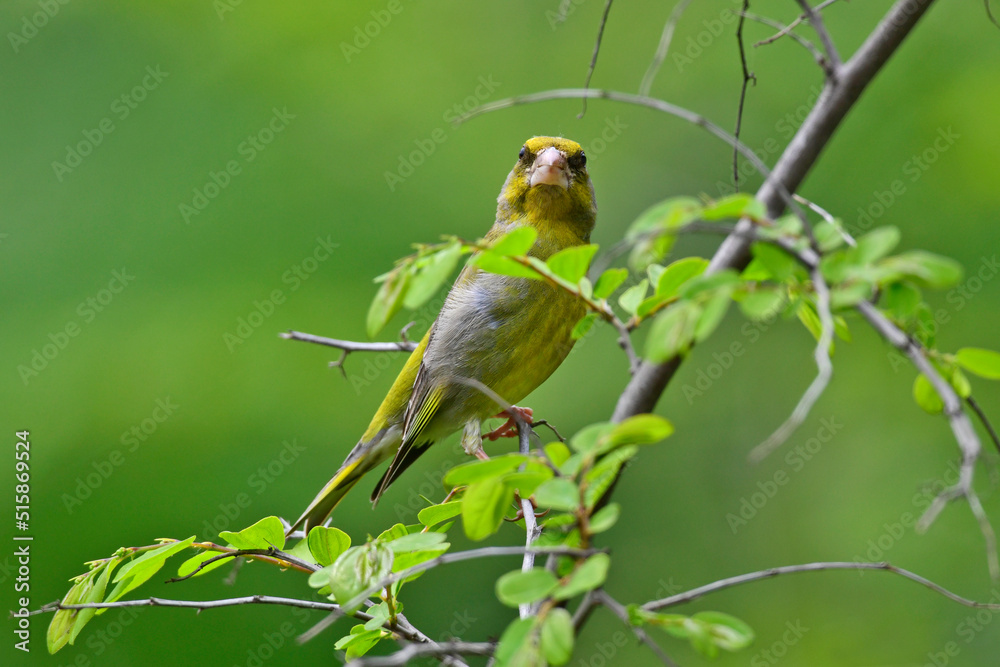European Greenfinch // Grünfink, Grünling (Chloris chloris) European Greenfinch // Grünfink, Grünling (Chloris chloris)