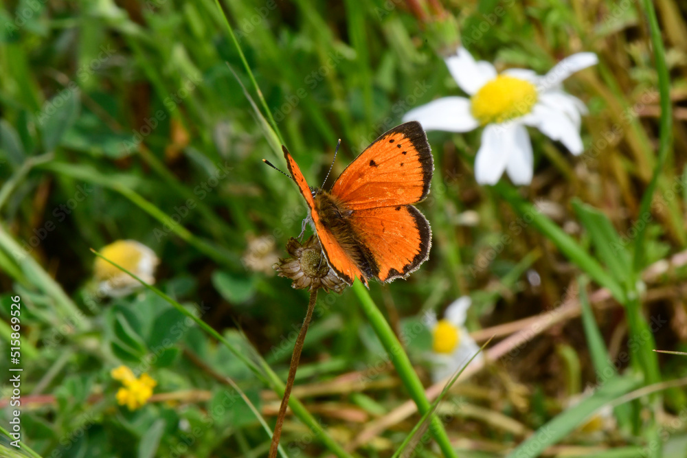 Grecian Copper // Griechischer Feuerfalter (Lycaena ottomana / Lycaena ottomanus) - Thessalien, Griechenland