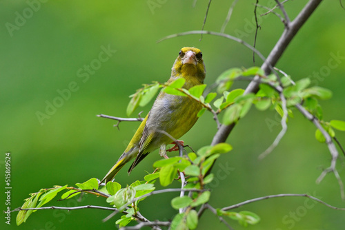 European Greenfinch // Grünfink, Grünling  (Chloris chloris) photo