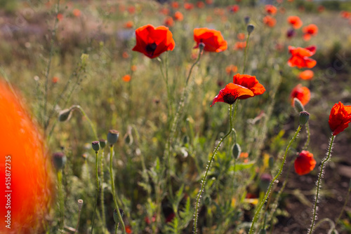 Red poppy flowers field nature spring background with sun. Space for text. Soft selective focus. Beautiful wild flower.