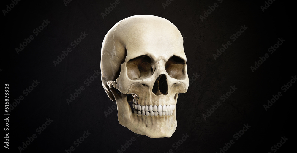 Obraz premium White human skull. Detailed skeleton head for scientific illustrations. Realistic model, 3D render. Image of death on black background.