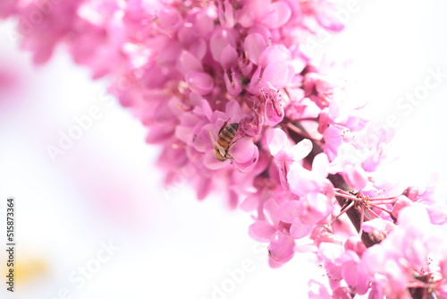 bee on pink redbud tree flowers  in srping collectin honey