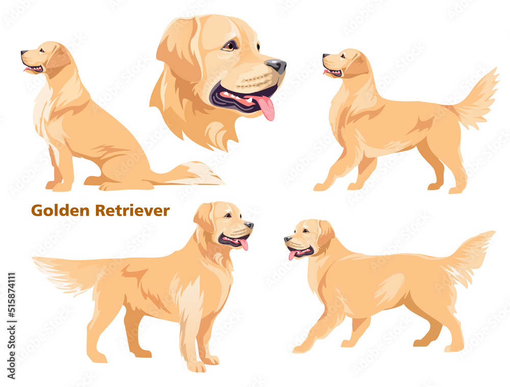 Fototapeta premium Dogs of breed - Golden Retriever. Vector illustration, on white background