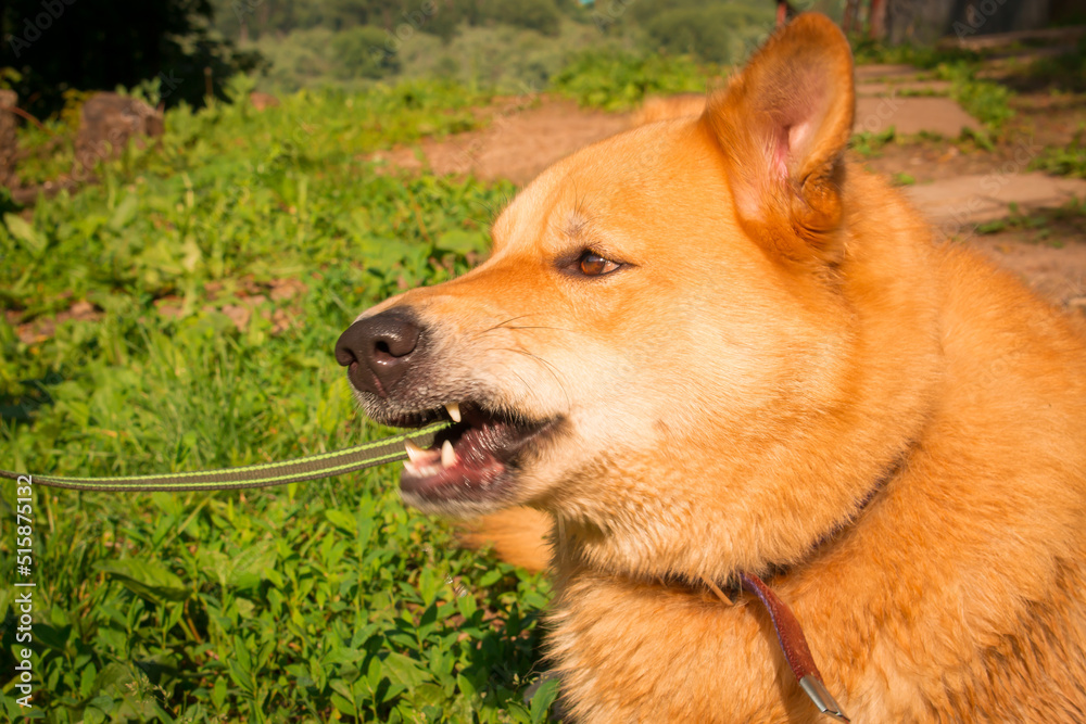 A fiery red dog in close-up