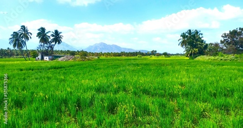 Green rice field and sky
