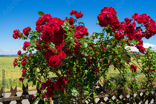 Flowers in a Garden in Lower Bavaria Roses geraniums © Sharidan