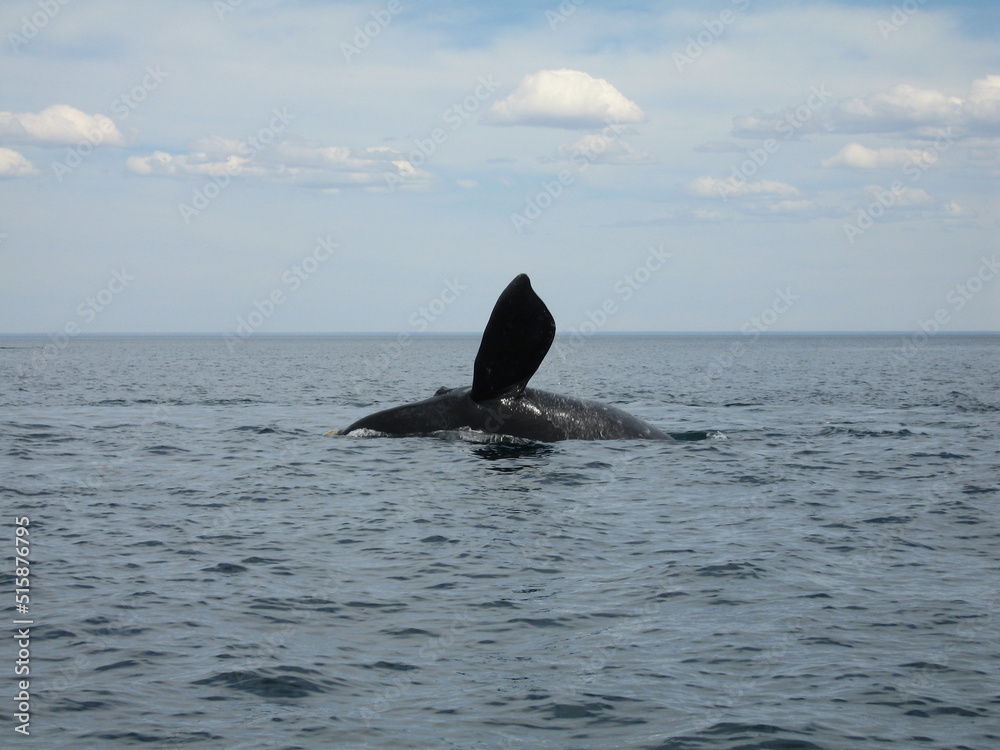 Fototapeta premium Argentinien