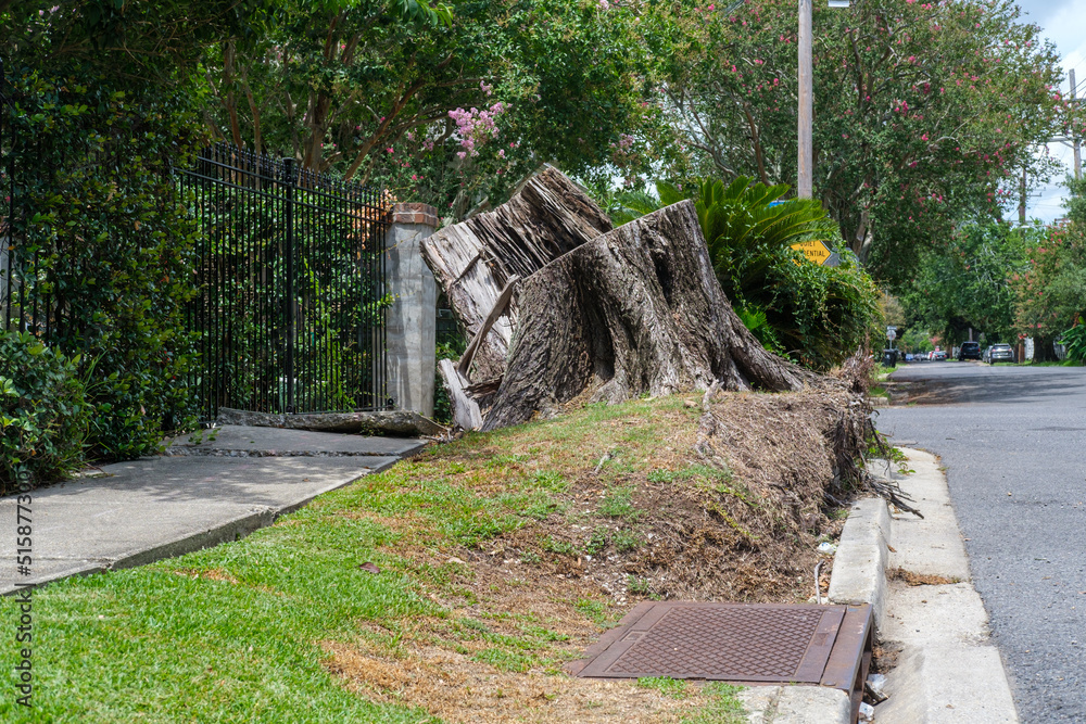 Uprooted Tree Stump, Lifted Turf and Buckled Sidewalk as Legacy of Hurricane Ida in New Orleans, LA, USA  - obrazy, fototapety, plakaty 