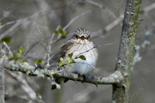 Spotted Flycatcher // Grauschnäpper (Muscicapa striata) photo