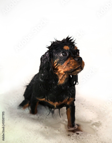 Black and tan Cavalier King Charles spaniel puppy taking a bath. 