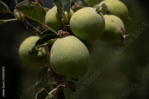 fresh and organic apples on the tree