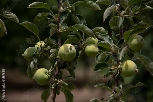 fresh and organic apples on the tree