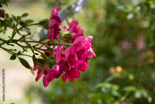 beautiful pink flower in the garden
