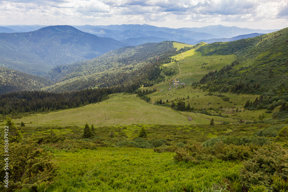 Meadows Polonyna where sheep and cows graze, hiking and tourism in Chornohora, Carpathians