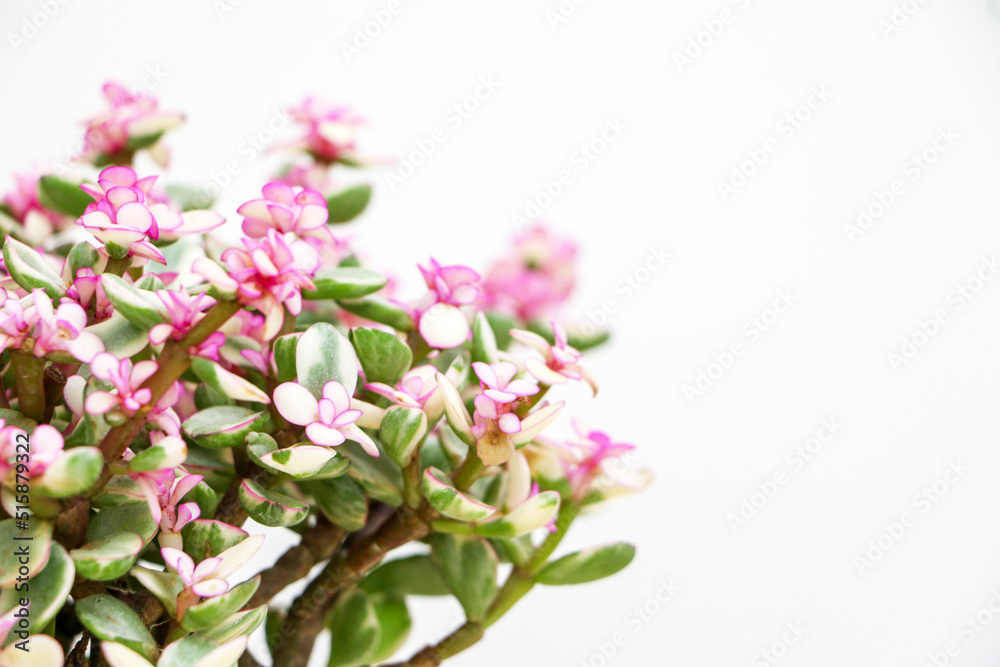 Close up of Portulacaria Afra succulent plant (also known as Elephant bush) blossoming on left side of frame with pink flowers