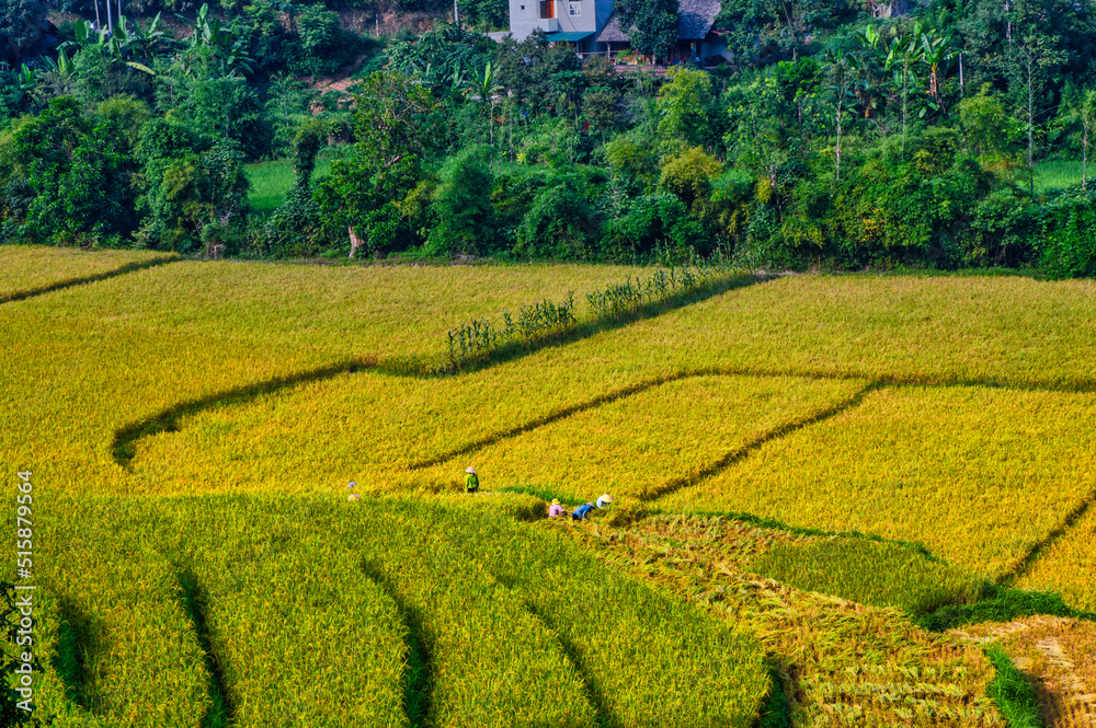 Harvesting rice on terraced fields in Lao Cai, Vietnam. High quality images