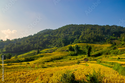 Rice on the terraced fields are ripe yellow interspersed with villages in Lao Cai, Vietnam