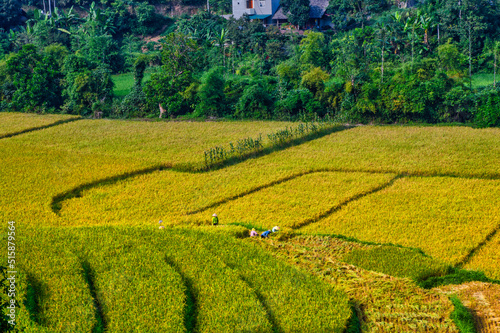 Harvesting rice on terraced fields in Lao Cai  Vietnam. High quality images